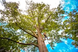 St Leo, FL Tree Services Company